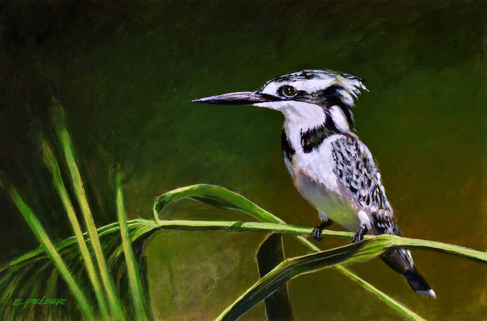 20190320, 2019 (Pied Kingfisher)